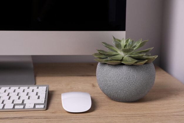 Linda planta de casa verde e computador moderno na mesa de madeira dentro de casa