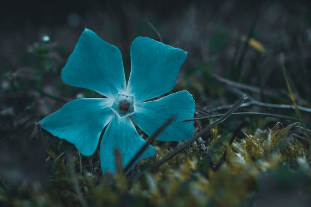 Linda planta de flor azul na primavera