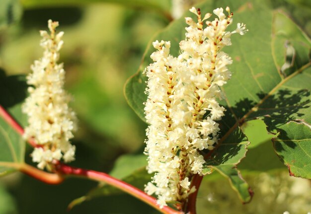 Linda planta de floração branca com vista superior de folhas verdes