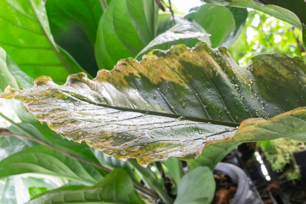 Linda planta de jardim varigada polvilhada, fotografia