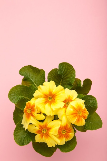 Linda planta de prímula com flores amarelas em fundo rosa Vista superior Flor de primavera Foto vertical