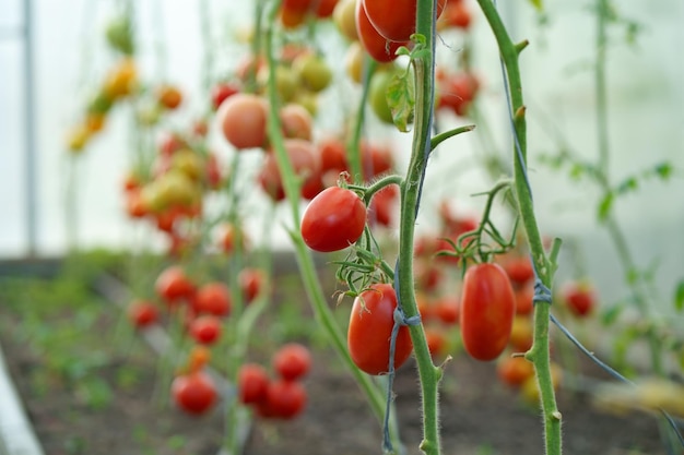 Linda planta de tomate em um galho em uma casa verde no departamento de campo raso em primeiro plano copie o espaço tomates orgânicos