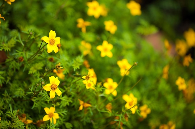 Linda Planta Flores Amarelas Na Natureza Foto
