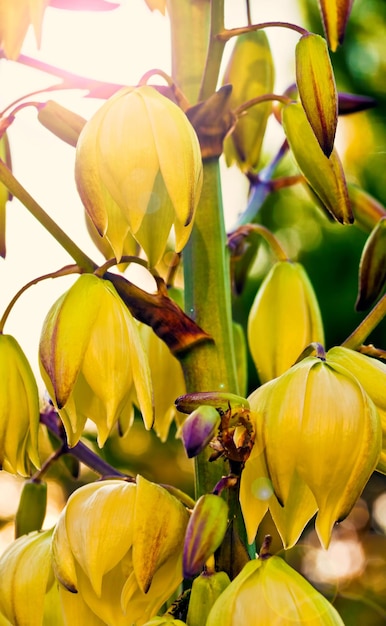 Linda Planta Flores Amarelas Na Natureza Foto