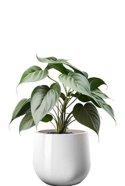 Linda planta ornamental em vaso de flores isolado em branco Decoração de casa generativa ai