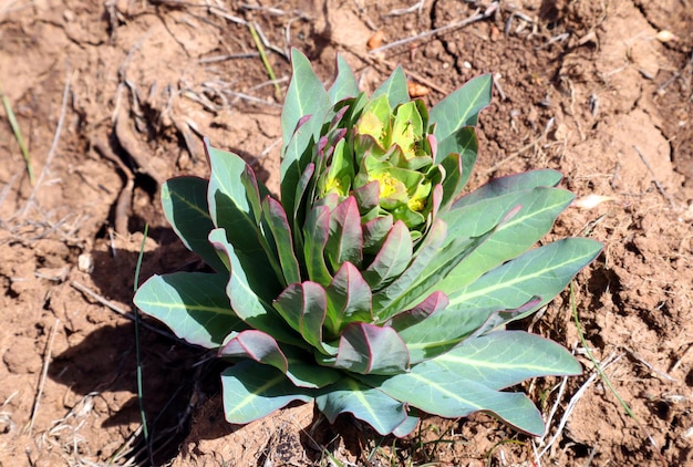 Linda planta suculenta nas montanhas da Espanha. Sedum. Primavera. Roseta de folhas