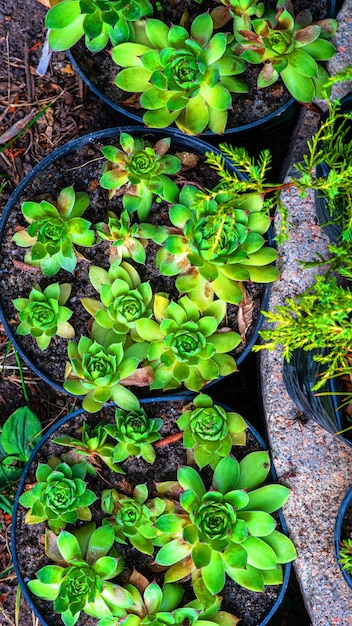 Linda planta suculenta verde e vermelha Planta resistente crescendo ao ar livre Planta tropical de clima quente Verde limão tingido com vermelho Jardim europeu com plantas exóticas