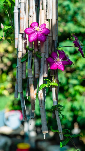 Linda planta suculenta verde e vermelha Planta resistente crescendo ao ar livre Planta tropical de clima quente Verde limão tingido com vermelho Jardim europeu com plantas exóticas