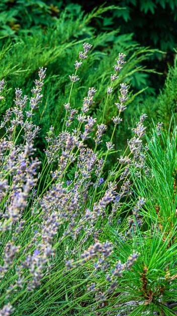 Linda planta suculenta verde e vermelha Planta resistente crescendo ao ar livre Planta tropical de clima quente Verde limão tingido com vermelho Jardim europeu com plantas exóticas