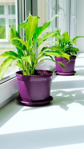 Linda planta verde em vaso de cerâmica em pé no peitoril da janela Plantas de casa e casa interior