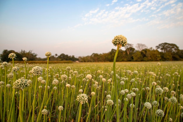 Linda plantação de flores de cebola com vista de paisagem natural de céu azul