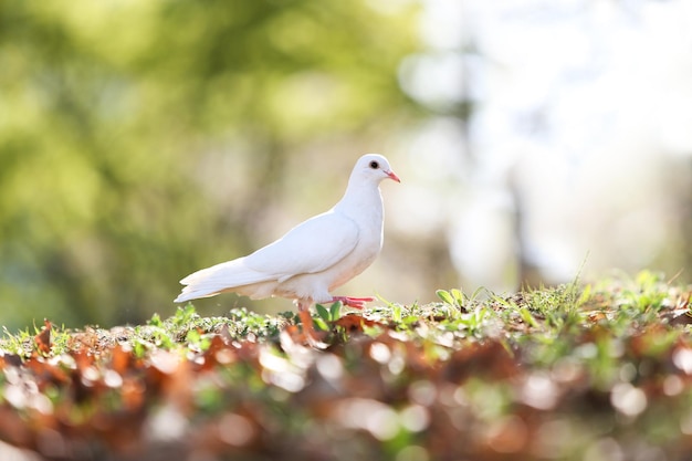 Linda pomba branca simbolizando esperança, paz e liberdade e fundo claro brilhante em uma floresta par