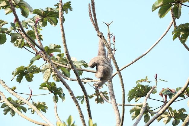 Linda preguiça na árvore no meio da floresta se alimentando de folhas