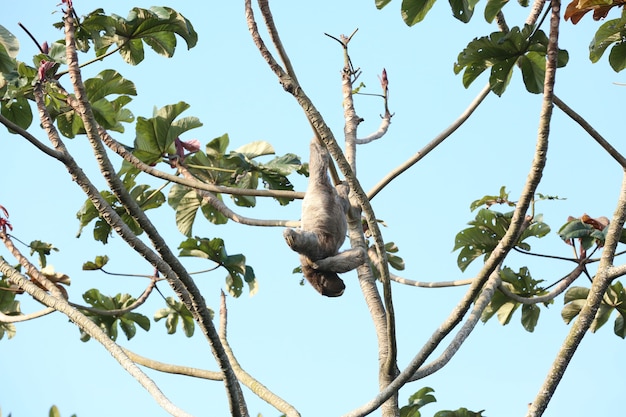 Linda preguiça na árvore no meio da floresta se alimentando de folhas