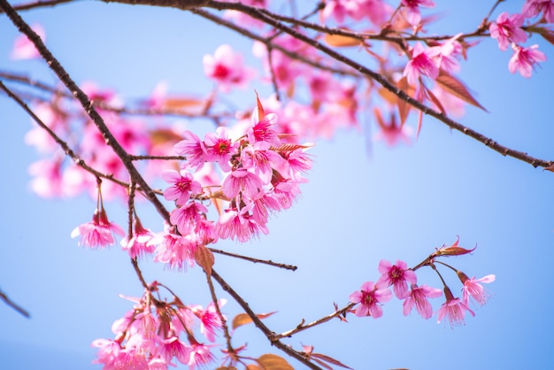Foto linda primavera cherry blossom e céu azul de manhã.
