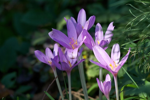 Linda primavera flores