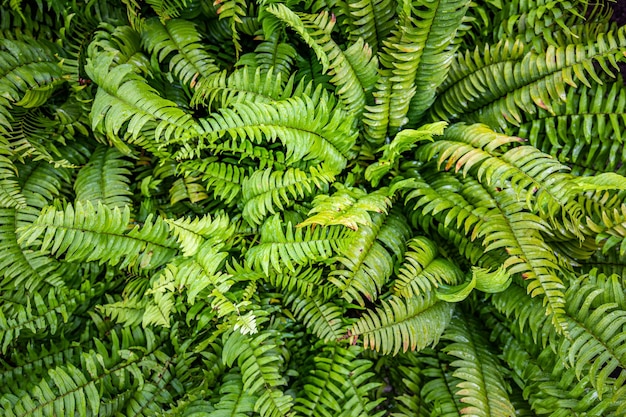 Linda primavera samambaias verdes brilhantes fundo de textura natural Conceito de papel de parede de luz solar natural