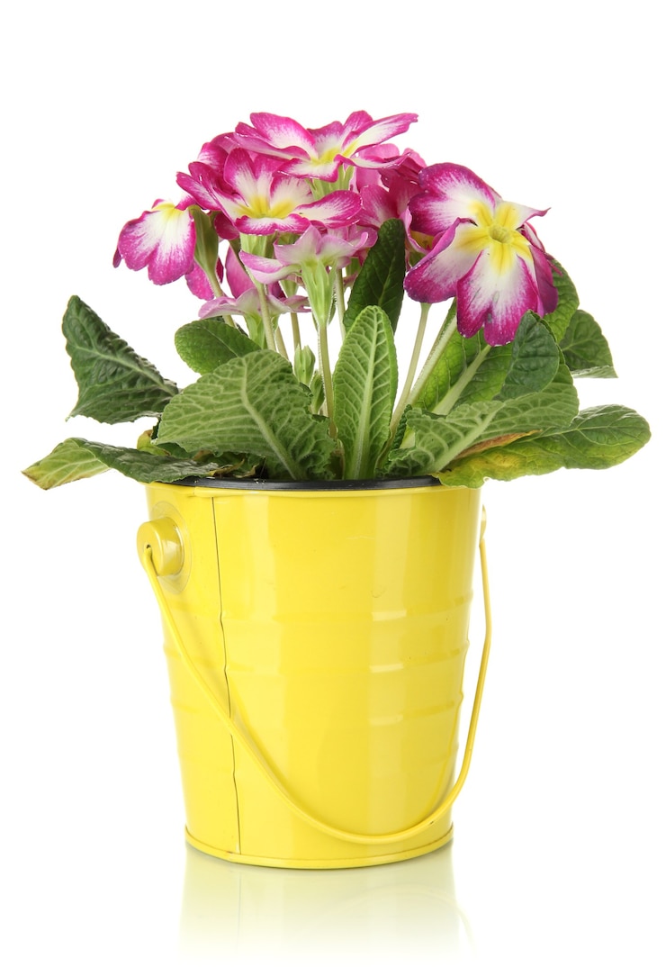 Foto linda primula rosa em um balde, isolada no branco