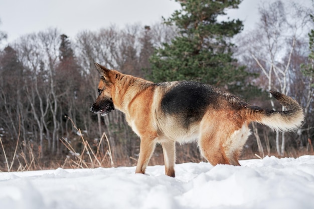 Linda raça de cães pastor alemão preto e vermelho fica na floresta de neve de inverno e posa
