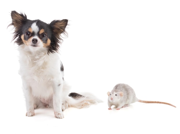 Linda rata bicolor con un chihuahua sobre fondo blanco.