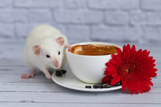 Una linda rata blanca se sienta junto a una taza de café o té. Desayuno por la mañana. Una flor de gerbera roja se encuentra en un platillo.