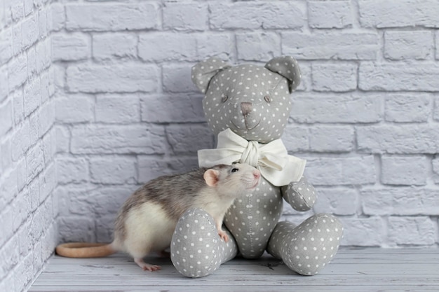 Una linda rata en blanco y negro está jugando con un oso de juguete textil gris en la pared de ladrillo blanco