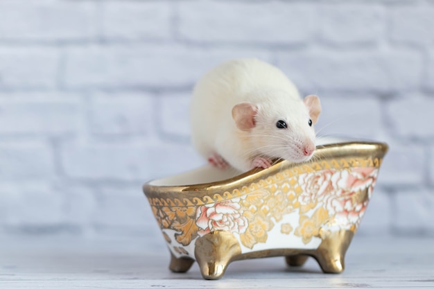 Una linda rata decorativa blanca se baña. Limpieza e higiene.