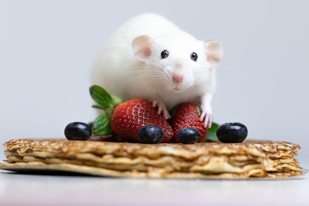 Una linda rata decorativa blanca se sienta sobre deliciosos panqueques con fresas y arándanos.