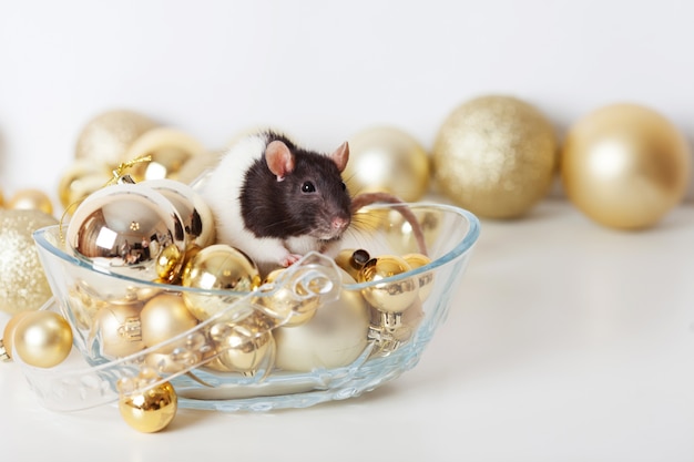 Linda rata doméstica en bolas de navidad doradas
