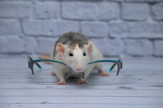 Una linda rata se sienta junto a unas gafas con gafas transparentes. Roedor inteligente.