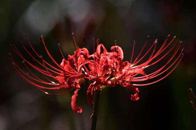 Linda Red Spider Lily no campo