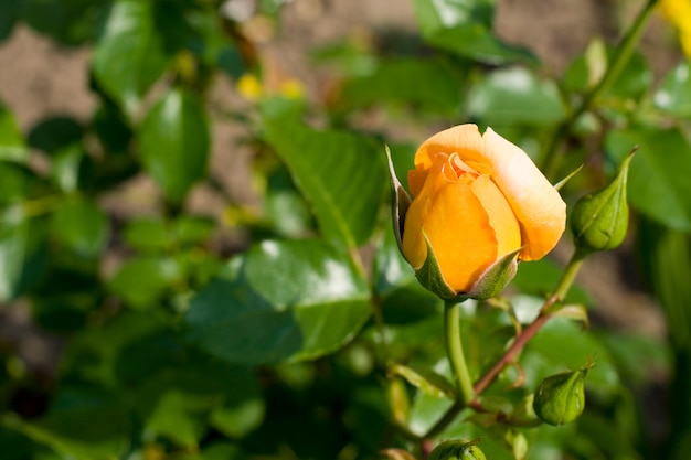 Linda rosa amarela no jardim