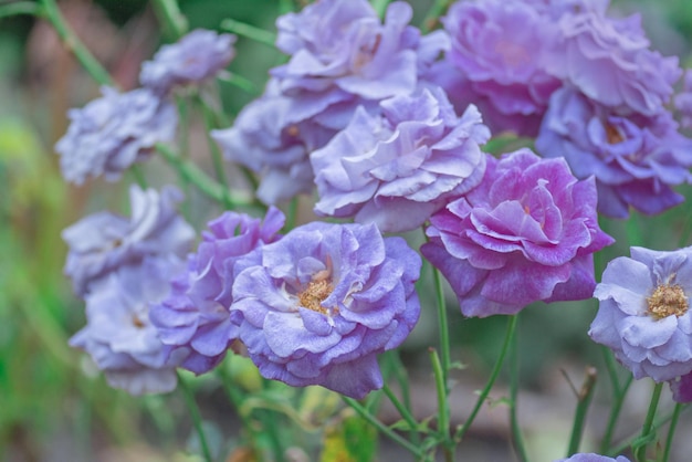 Linda rosa azul para você rosas roxas de lavanda no jardim