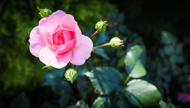 Linda rosa bonica com botões no jardim