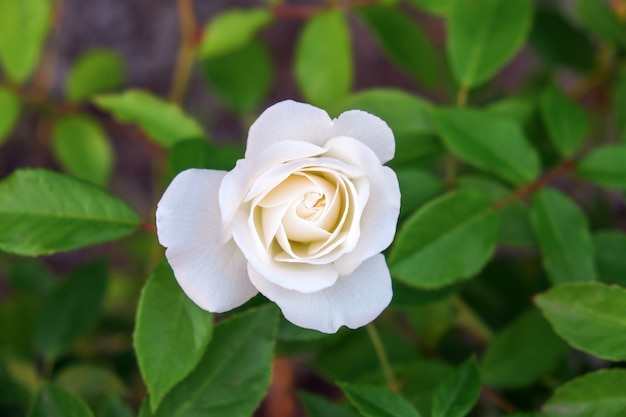 Linda rosa branca florescendo no jardim. Crescimento de flor