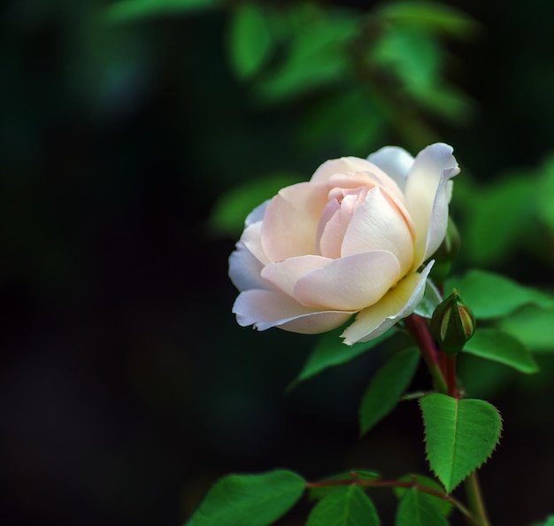 Linda rosa branca fotografada no jardim