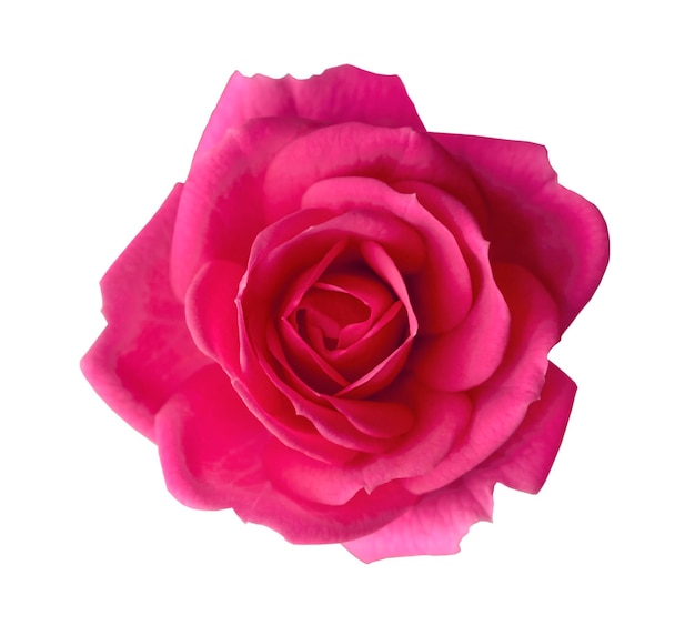 Linda rosa brilhante florescendo flor fechada isolada em fundo branco