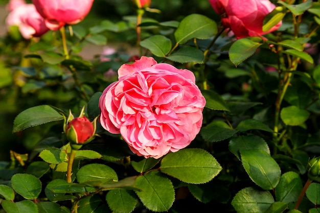 Linda rosa cor de rosa cercada por vegetação Flores desabrochando em fundo de bokeh verde desfocado Fechamento da florzinha