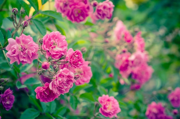 Linda rosa crescendo no jardim vintage retrô imagem hipster