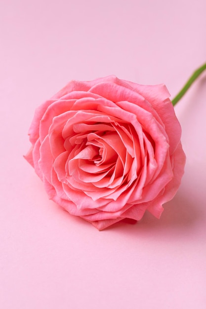 Linda rosa em fundo rosa pastel Fechar o conceito romântico