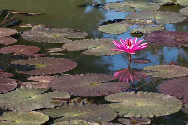 Linda rosa em piscina de água natural