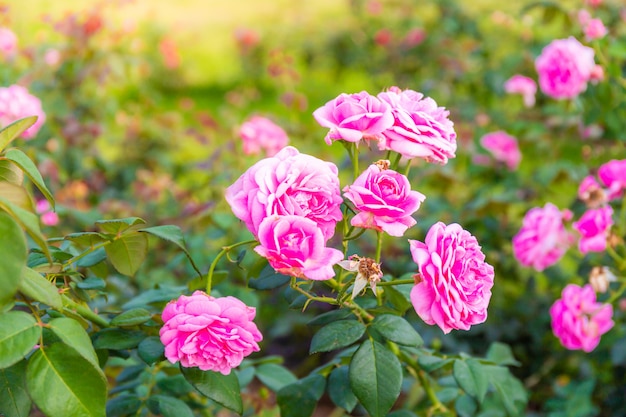 Linda rosa em um jardim com fundo verde folha