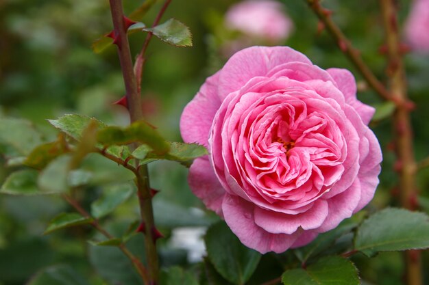 Linda rosa em um jardim