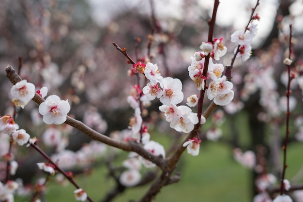 Linda rosa flores de ameixa estão florescendo na árvore de ameixa