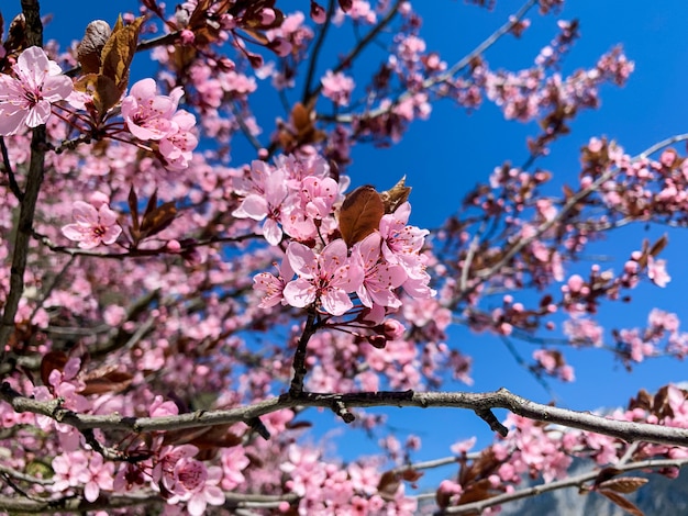 Foto linda rosa florescendo completa sakura ou flor de cerejeira na primavera, com céu azul.