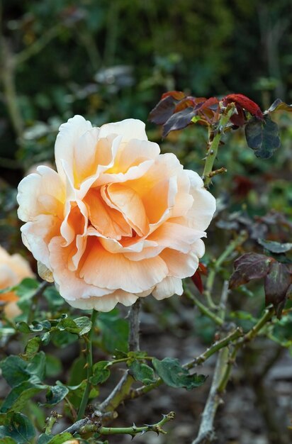 Linda, rosa laranja close-up, macro