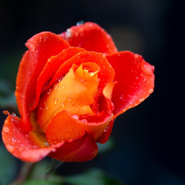 Linda rosa laranja em gotas de chuva em um fundo verde de sombra Cartão Beleza da natureza Passatempo de floricultura