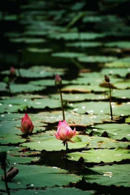 Linda rosa nenúfar ou flor de lótus na lagoa. Florescendo na natureza.