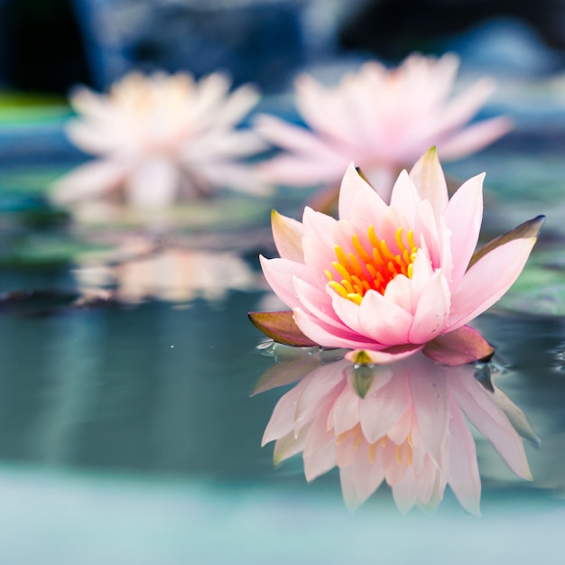 linda rosa nenúfar ou flor de lótus na lagoa