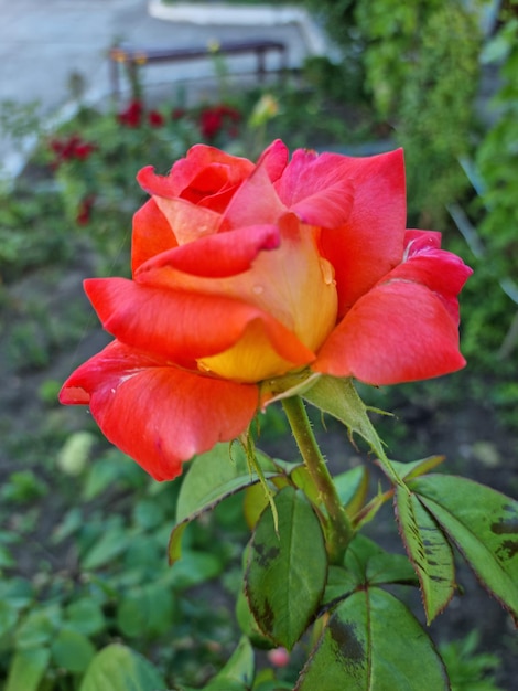 Linda rosa no jardim depois da chuva fechar